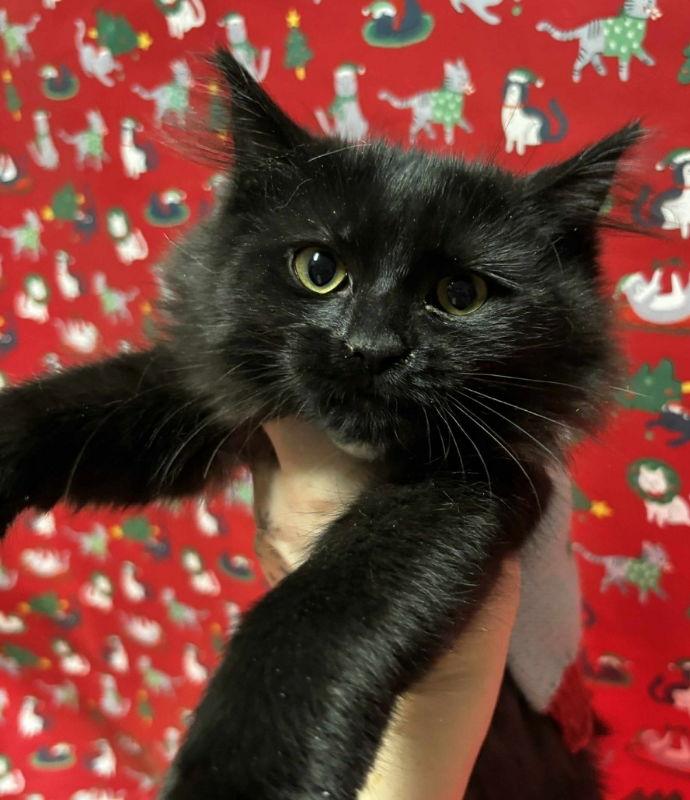 Enlarge Fancy, a Adopted Domestic Long Hair in Knoxville, TN image 1/3