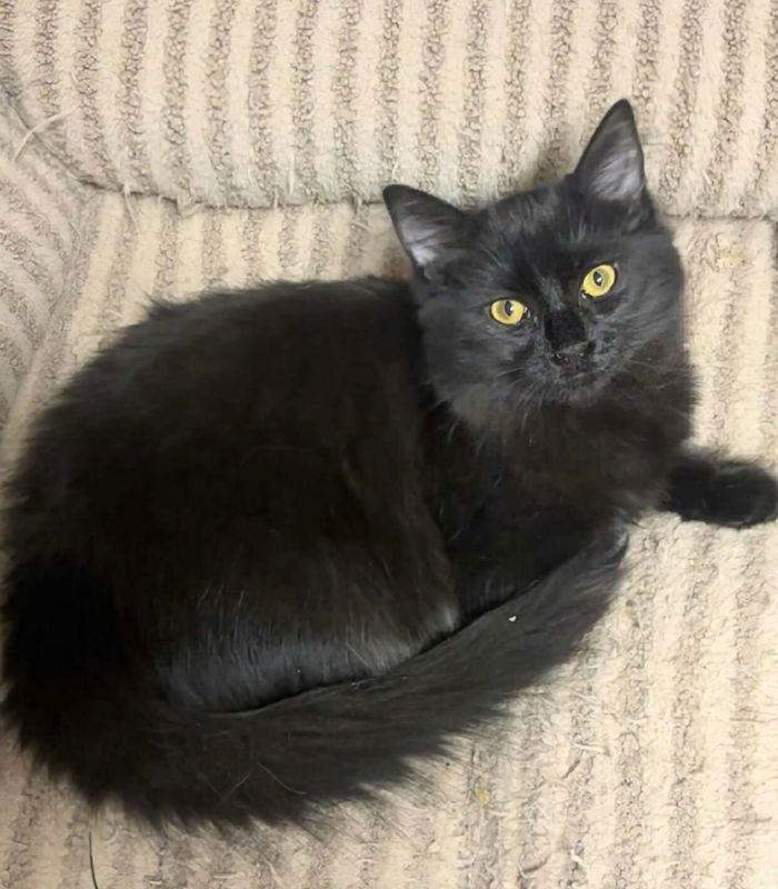 Enlarge Fancy, a Adopted Domestic Long Hair in Knoxville, TN image 2/3