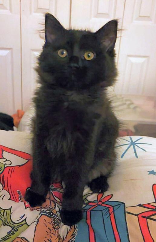 Enlarge Fancy, a Adopted Domestic Long Hair in Knoxville, TN image 3/3