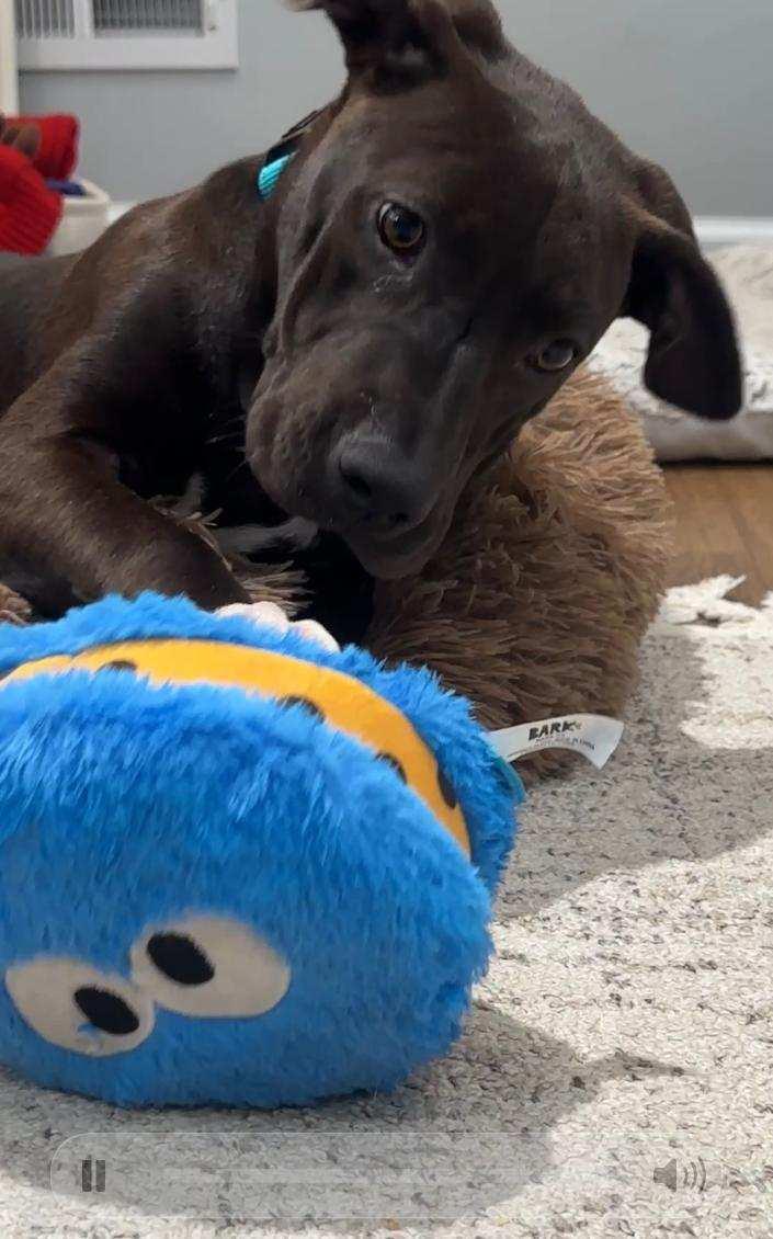 Aggy, Adoptable, Young Female Labrador Retriever & American Bulldog.