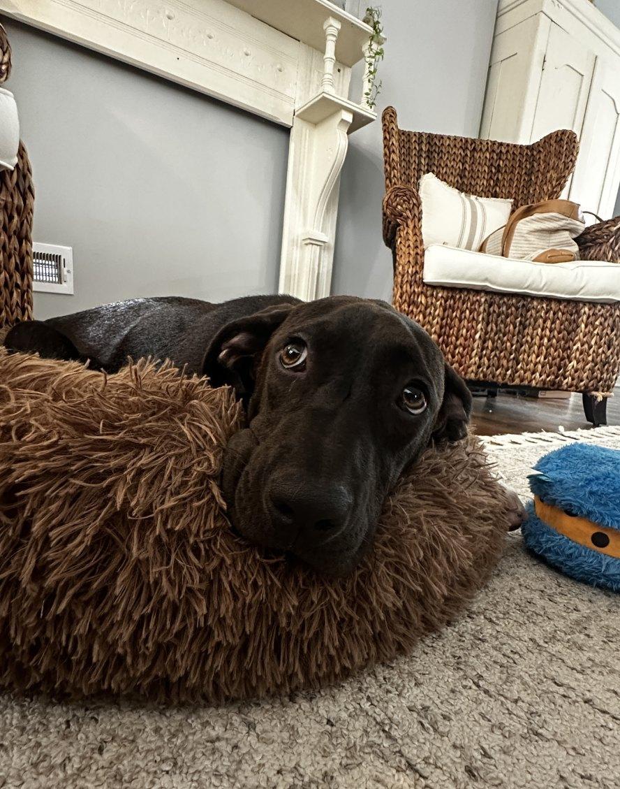 Aggy, a Adoptable mixed breed in Tarrytown, GA image 2/3