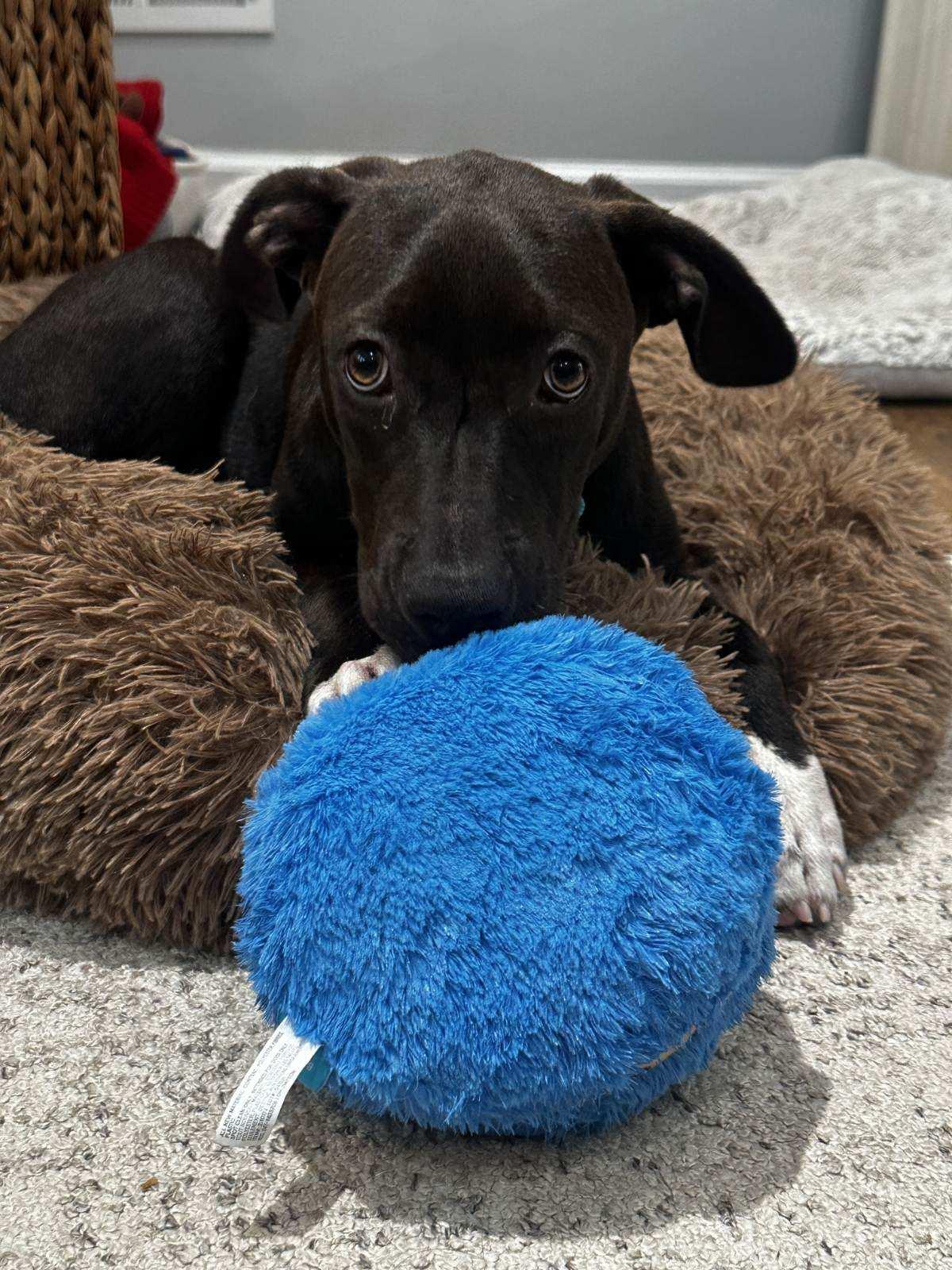 Aggy, a Adoptable mixed breed in Tarrytown, GA image 3/3