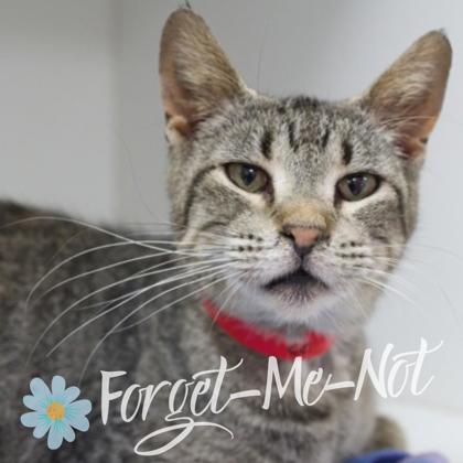 Melba, Adoptable, Adult Female Domestic Short Hair & Domestic Short Hair.