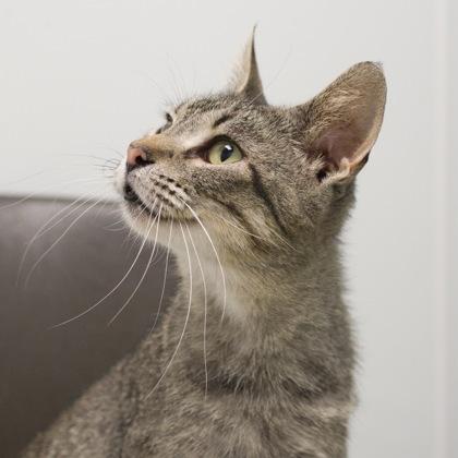 Melba, a Adoptable mixed breed in Verona, WI image 2/3