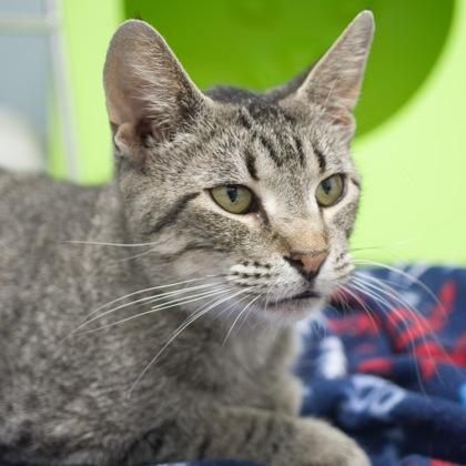 Melba, a Adoptable mixed breed in Verona, WI image 3/3