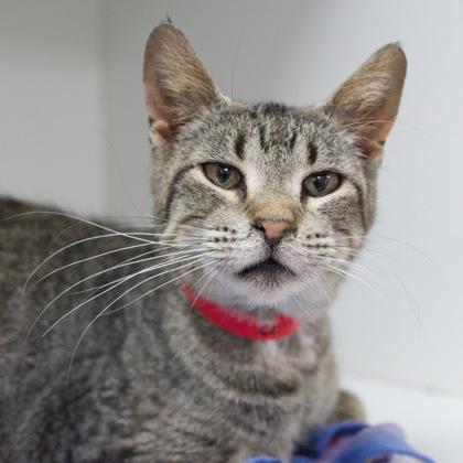 Melba, a Adoptable mixed breed in Verona, WI image 3/3
