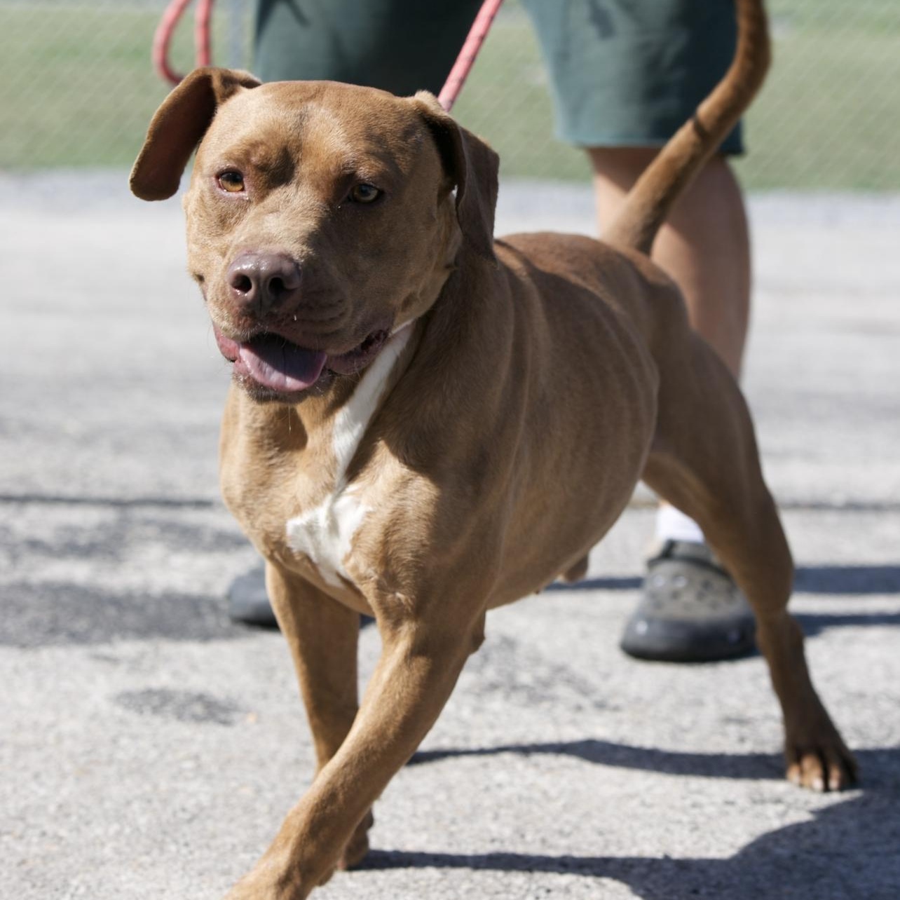 Enlarge Draco, a Adoptable mixed breed in Mount Sterling, KY image 1/2