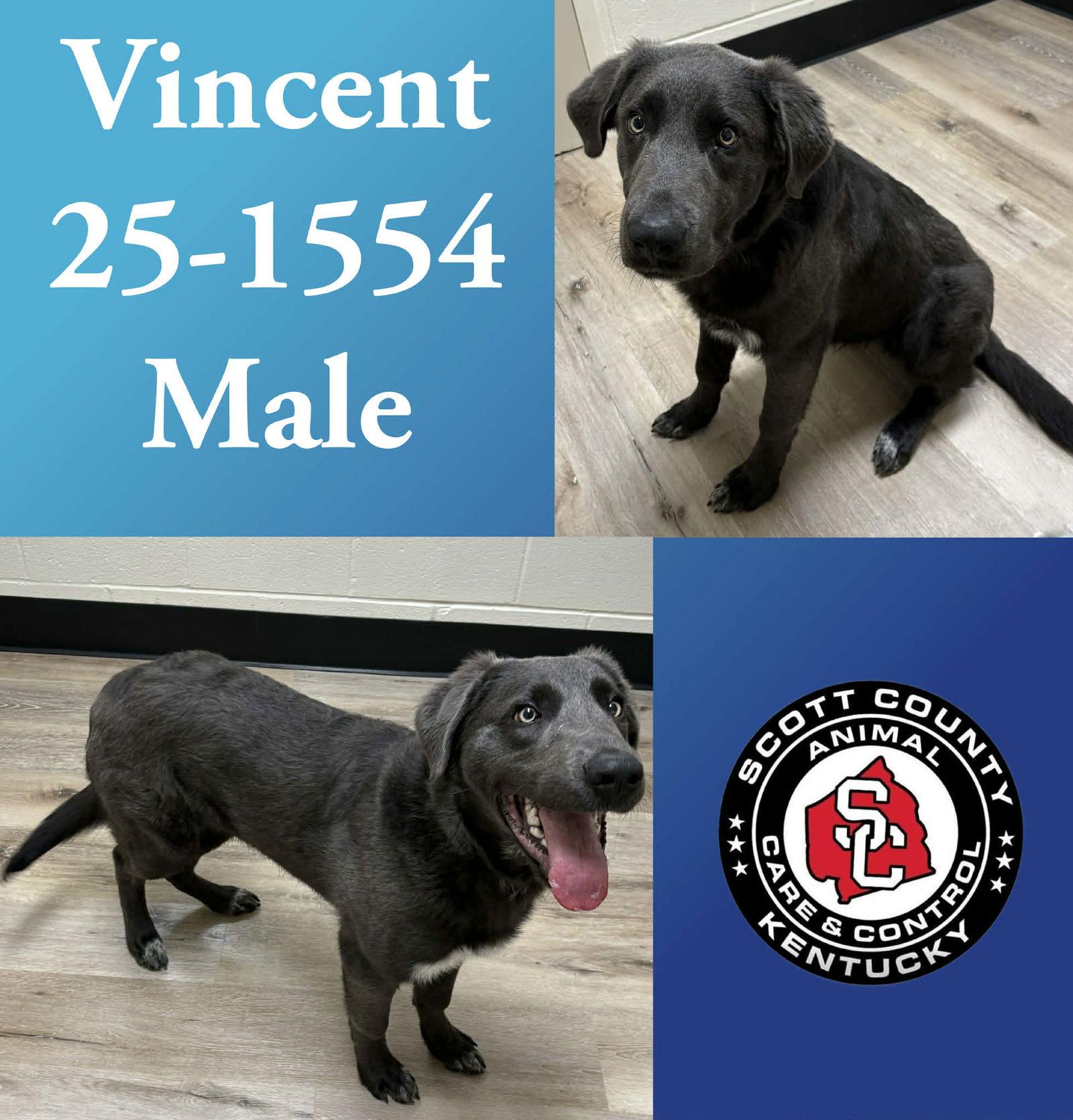 Vincent, Adoptable, Young Male Great Pyrenees & Labrador Retriever.