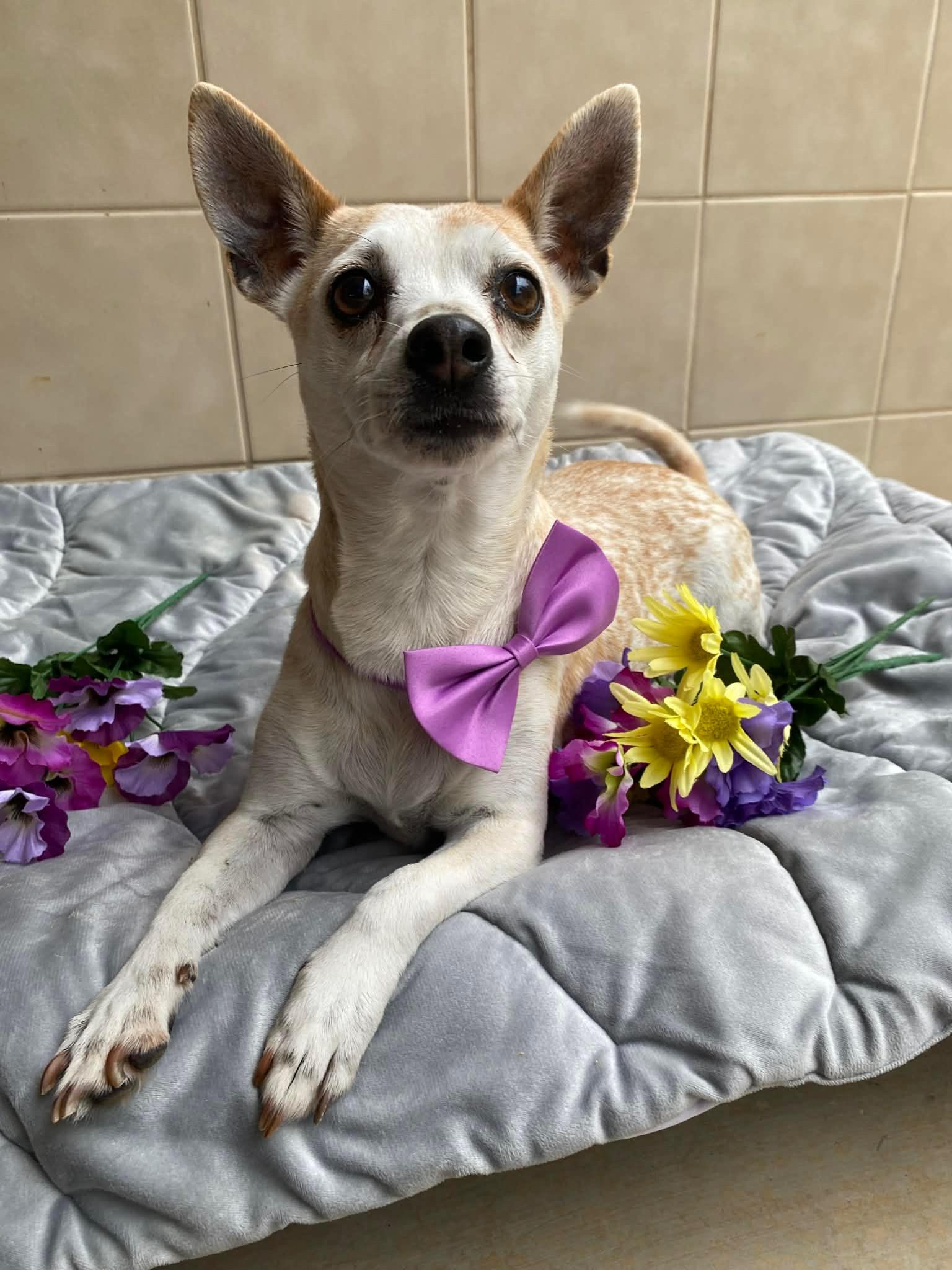 Shyla, ADOPTABLE, Senior Female Chihuahua.
