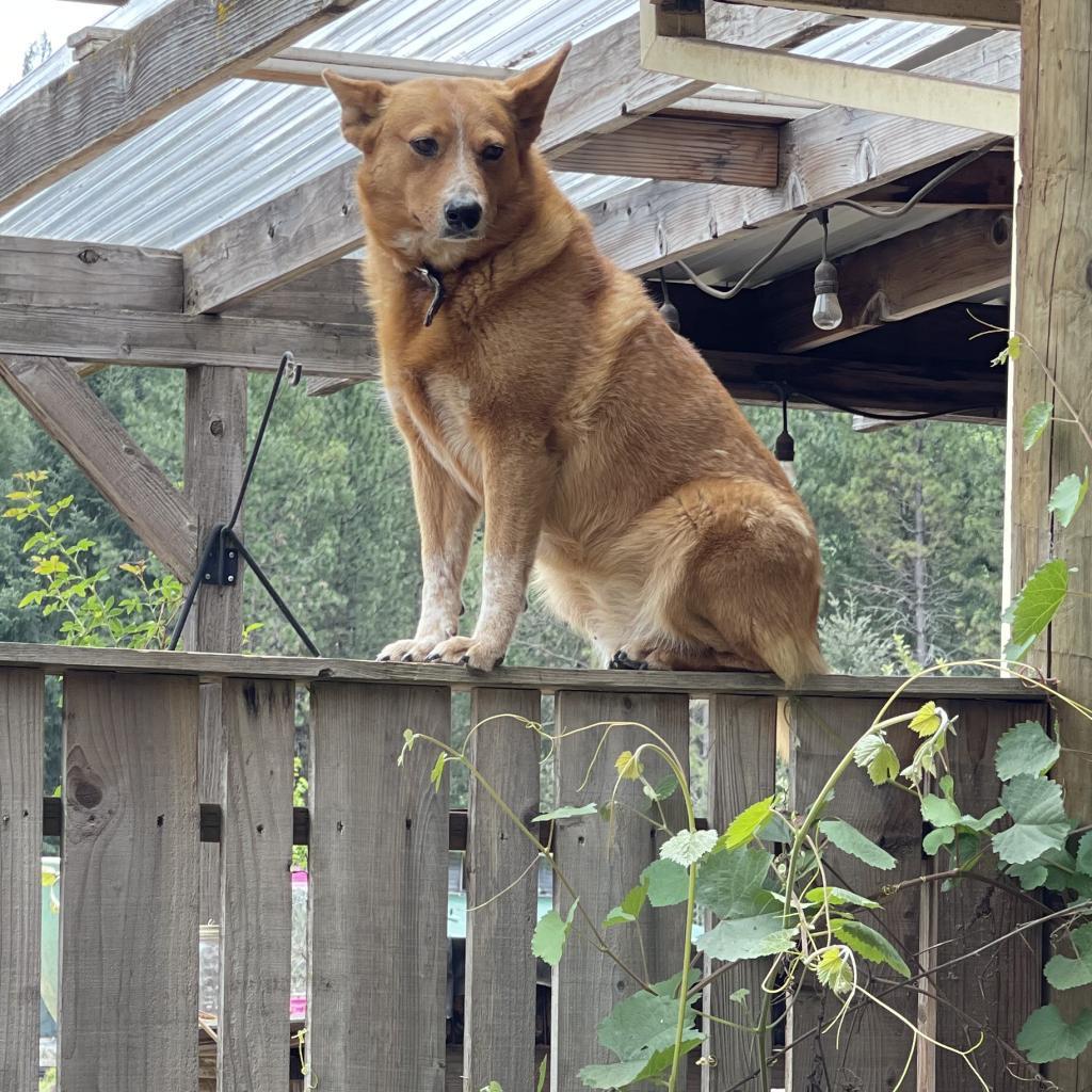 Cheyenne thumbnail 2