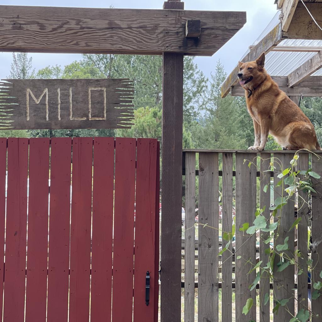 Cheyenne thumbnail 3