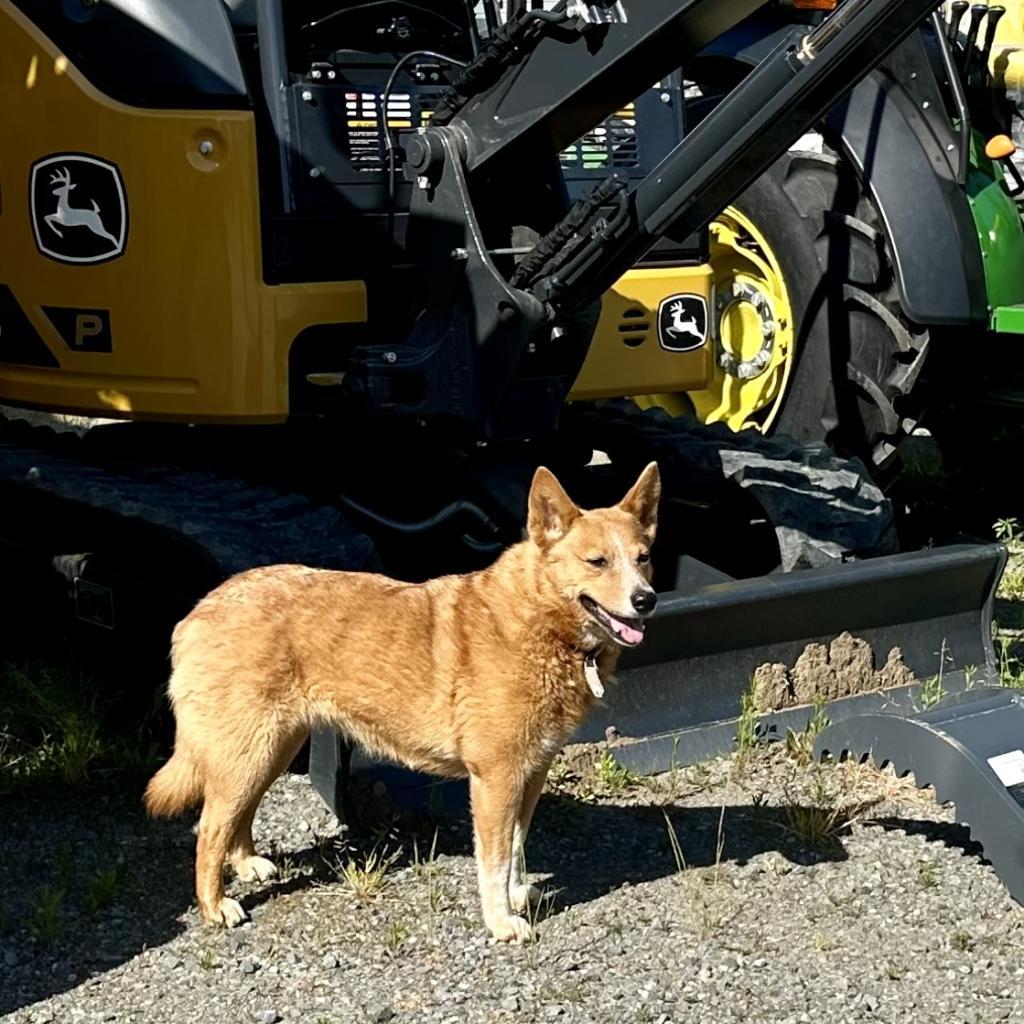 Cheyenne thumbnail 4