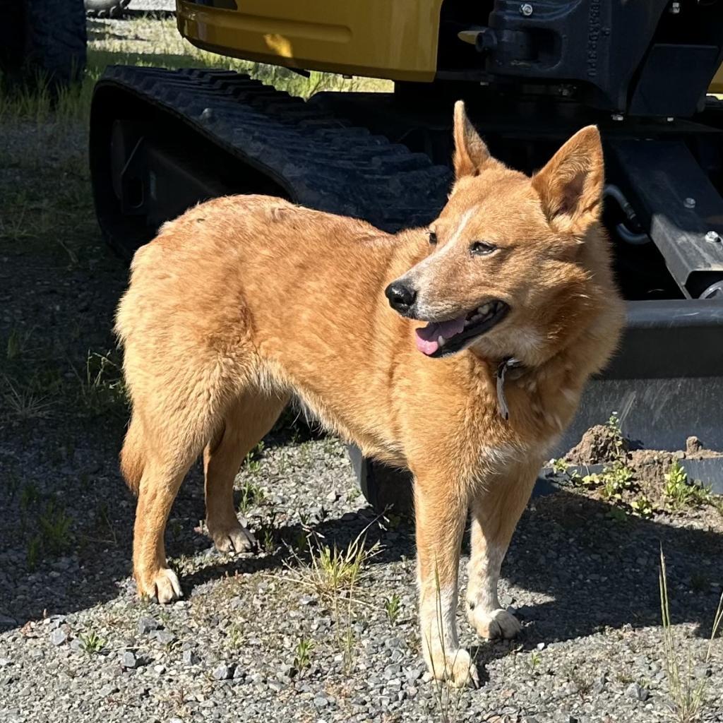 Cheyenne thumbnail 6