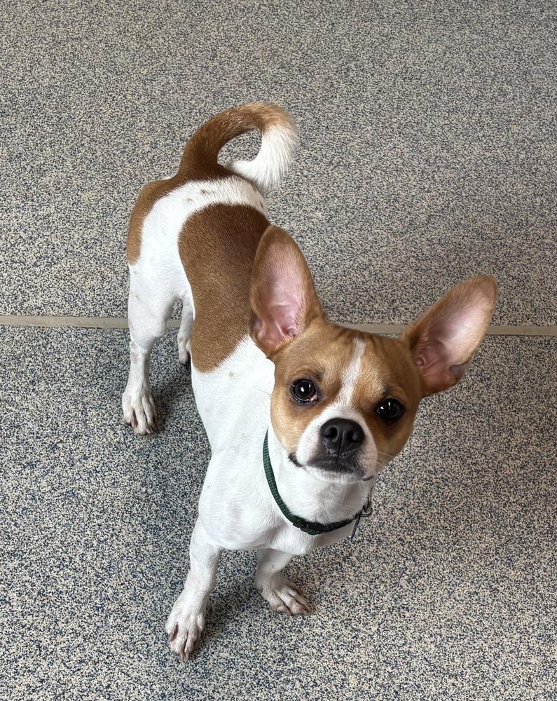 Neo, Adoptable, Adult Male Boston Terrier & Terrier.