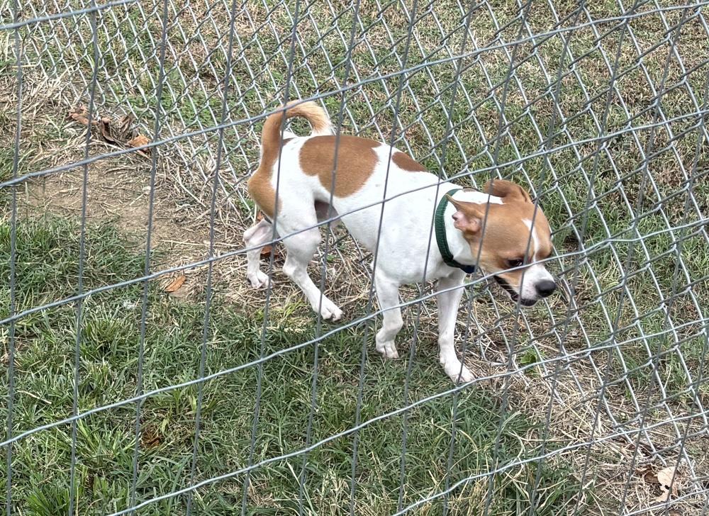 Enlarge Neo, a Adoptable mixed breed in Bartlesville, OK image 2/3