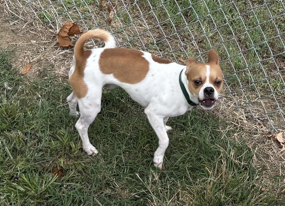 Enlarge Neo, a Adoptable mixed breed in Bartlesville, OK image 3/3