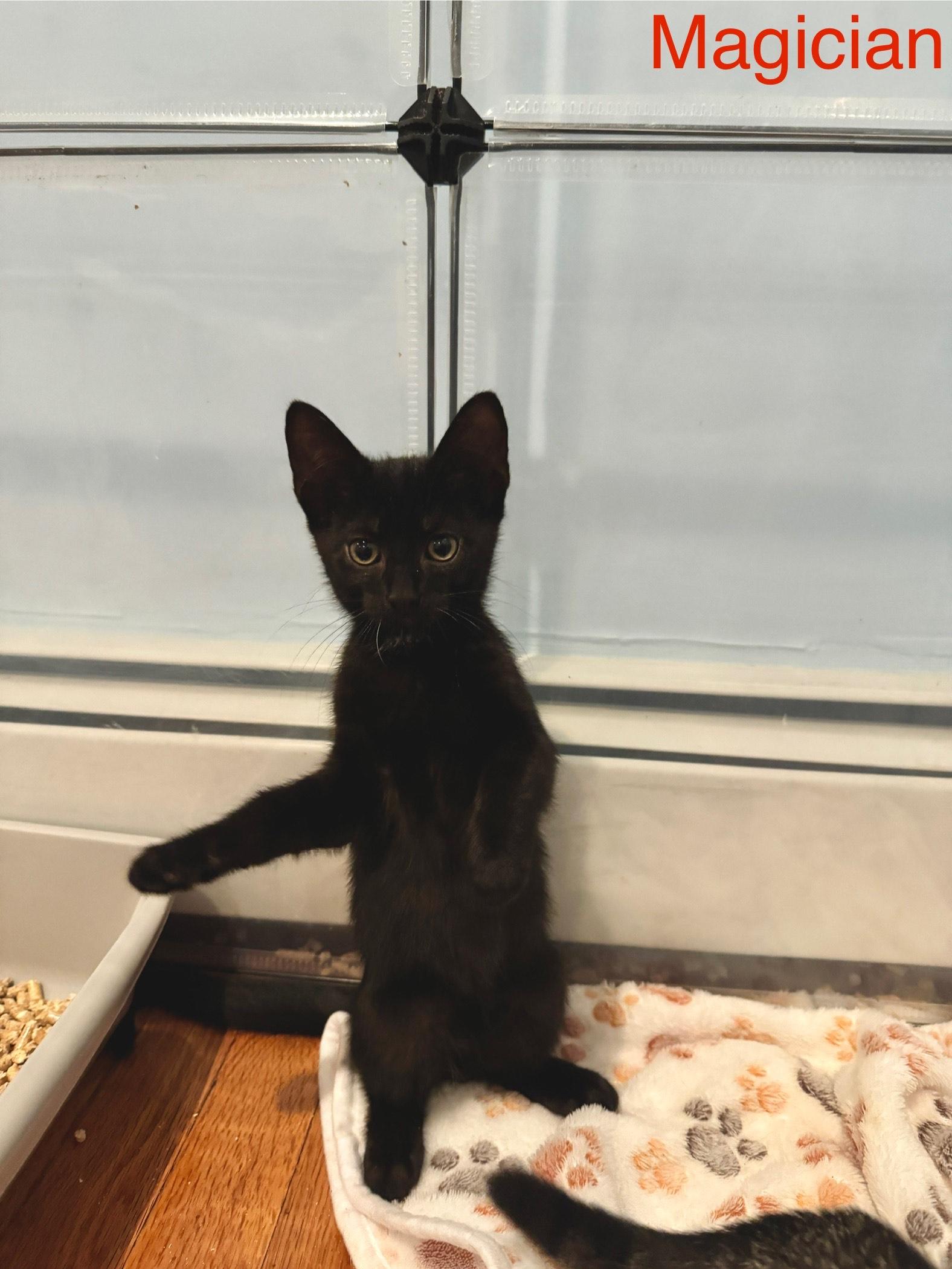 Magician - Circus Baby