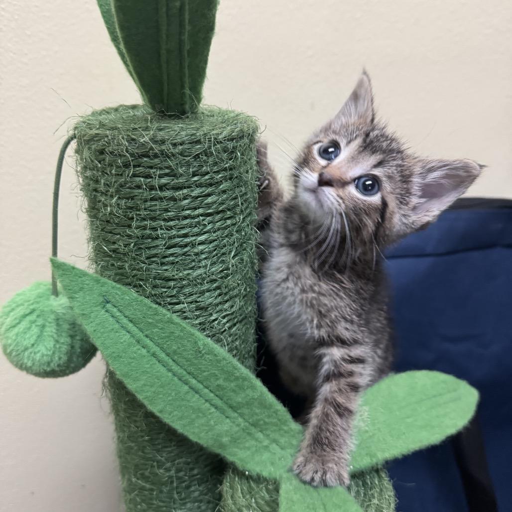Enlarge Peter - C, a Adoptable Domestic Short Hair in East Saint Louis, IL image 1/6