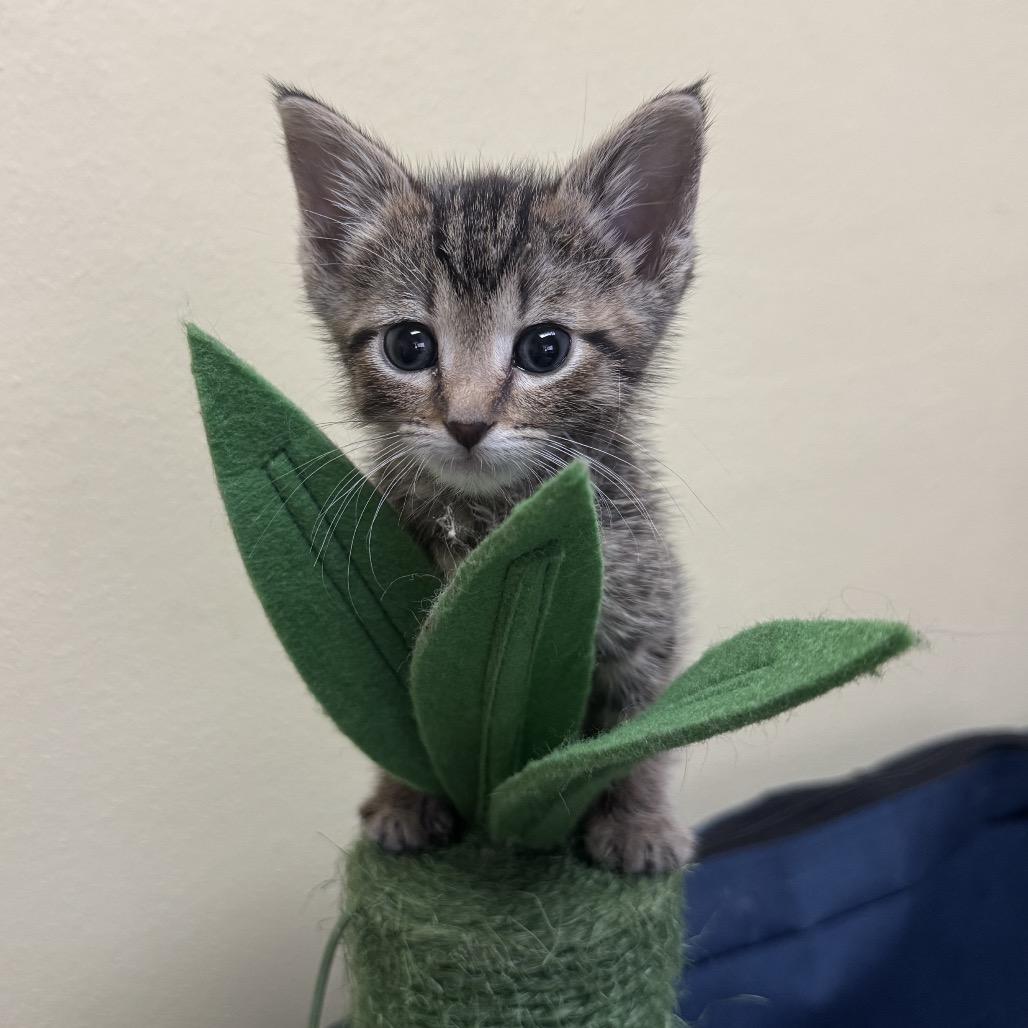 Enlarge Peter - C, a Adoptable Domestic Short Hair in East Saint Louis, IL image 2/6