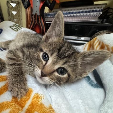 Enlarge Peter - C, a Adoptable Domestic Short Hair in East Saint Louis, IL image 3/6