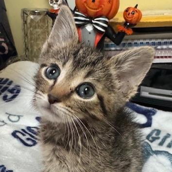 Enlarge Peter - C, a Adoptable Domestic Short Hair in East Saint Louis, IL image 4/6
