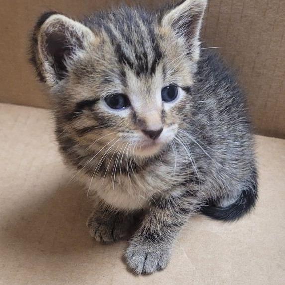 Enlarge Peter - C, a Adoptable Domestic Short Hair in East Saint Louis, IL image 5/6