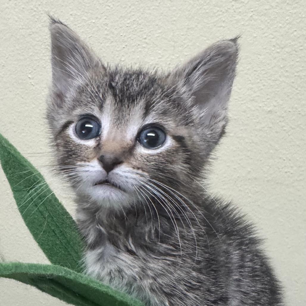 Enlarge Peter - C, a Adoptable Domestic Short Hair in East Saint Louis, IL image 6/6