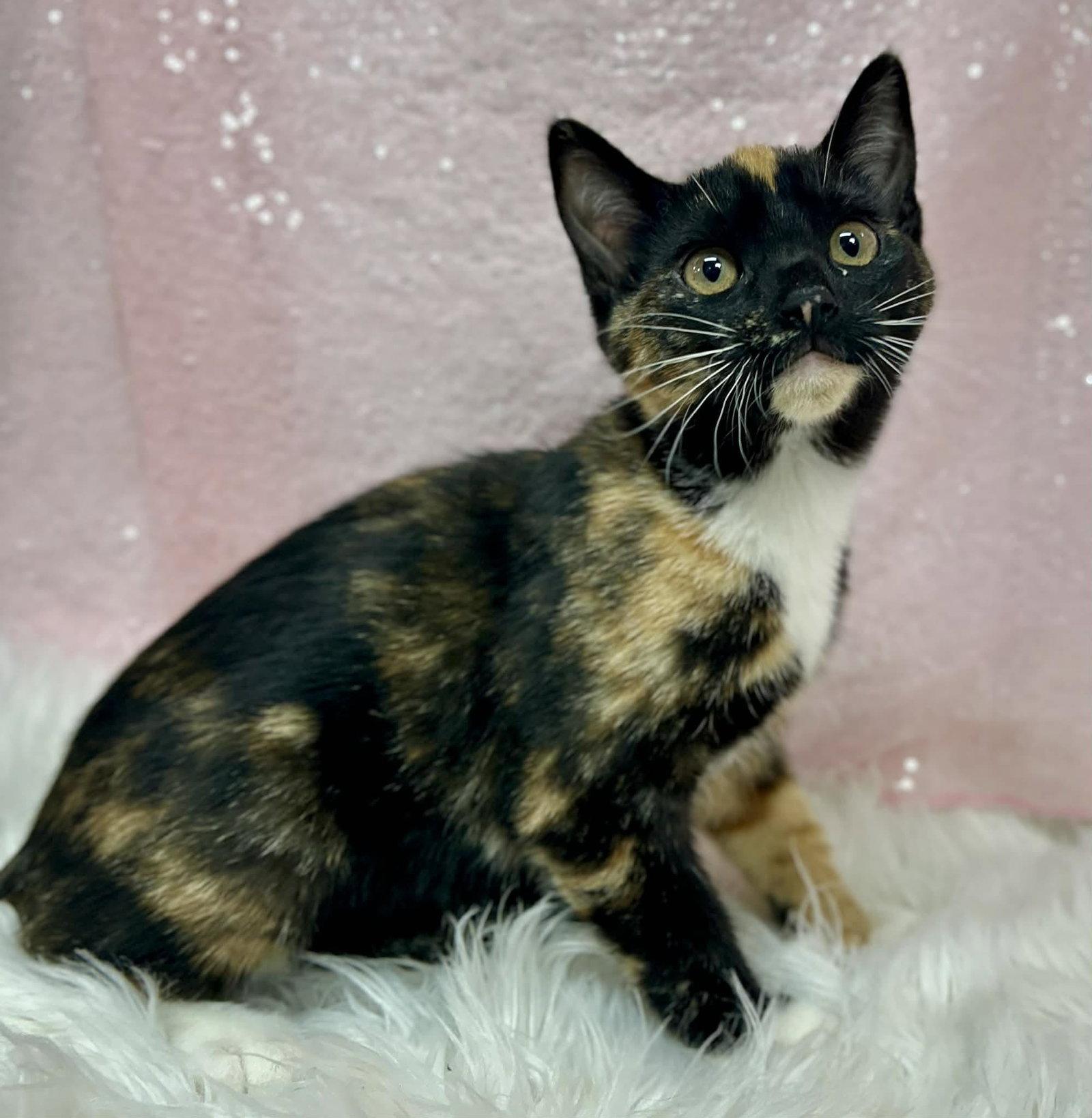 Wawa, Adopted, Young Female Domestic Short Hair.
