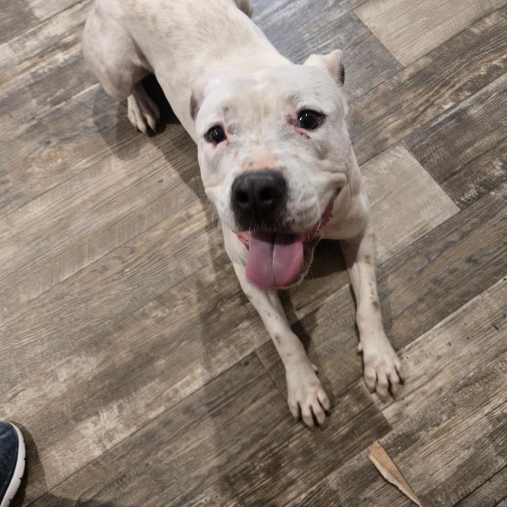 Jill, Adoptable, Adult Female Pit Bull Terrier.