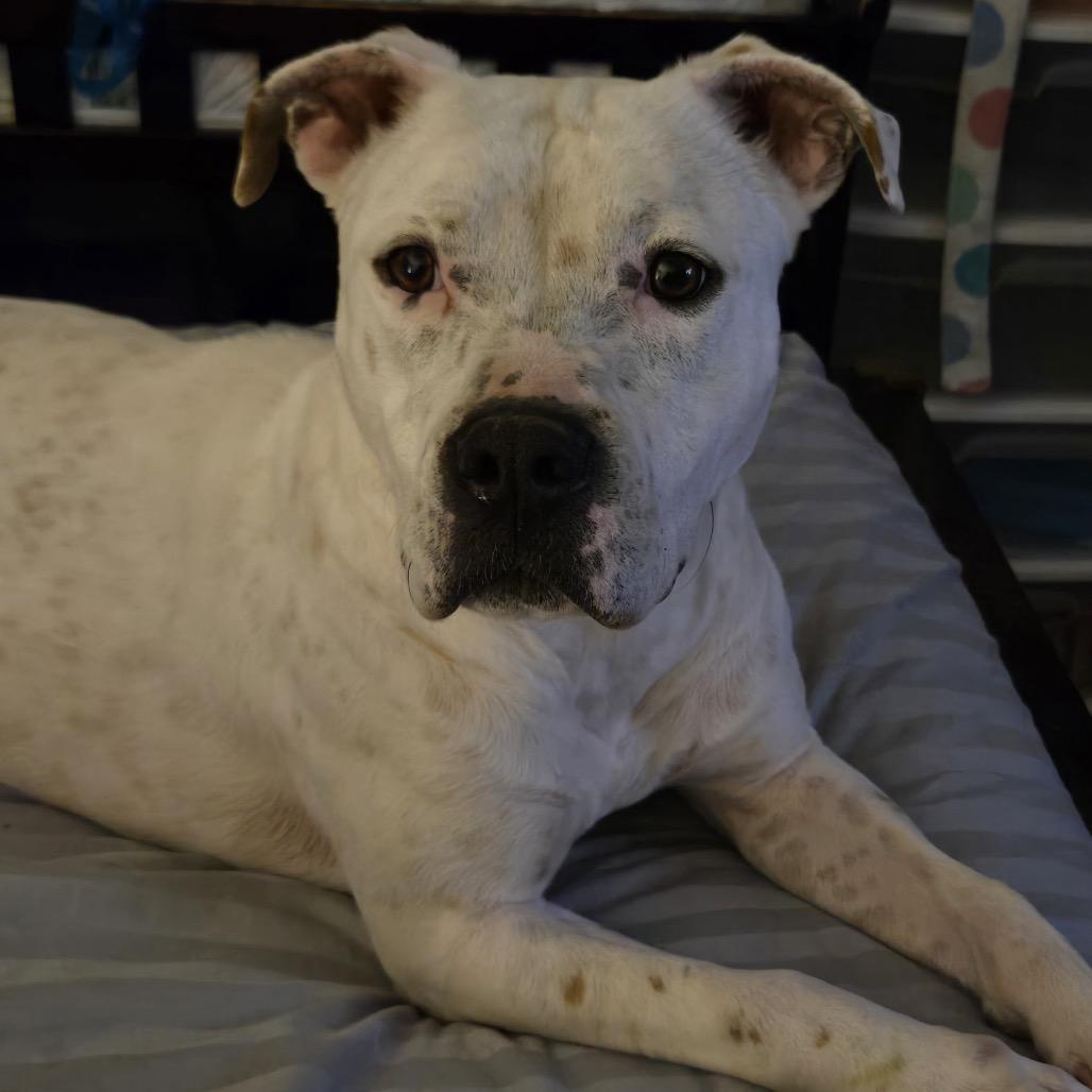 Enlarge Jill, a Adoptable Pit Bull Terrier in Dallas, TX image 2/6