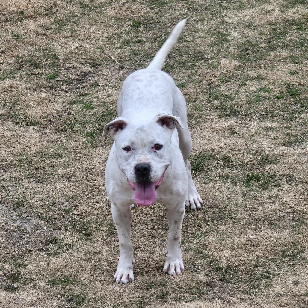 Enlarge Jill, a Adoptable Pit Bull Terrier in Dallas, TX image 3/6