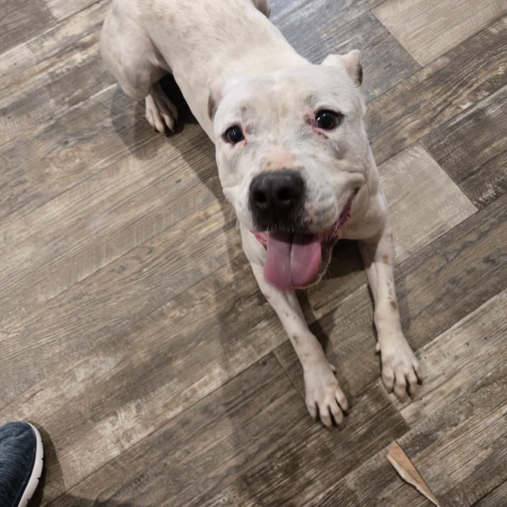 Enlarge Jill, a Adoptable Pit Bull Terrier in Dallas, TX image 4/6