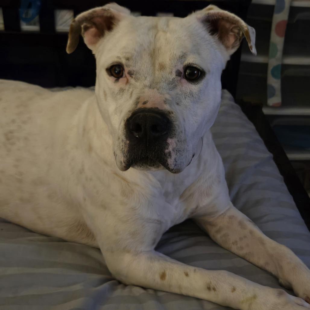 Enlarge Jill, a Adoptable Pit Bull Terrier in Dallas, TX image 5/6