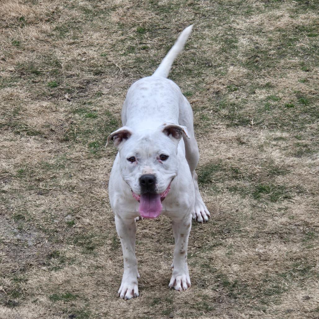 Enlarge Jill, a Adoptable Pit Bull Terrier in Dallas, TX image 6/6