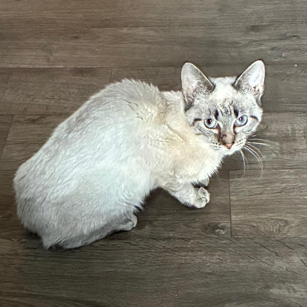 SkippyJon Jones, Adoptable, Young Male Domestic Short Hair & Siamese.