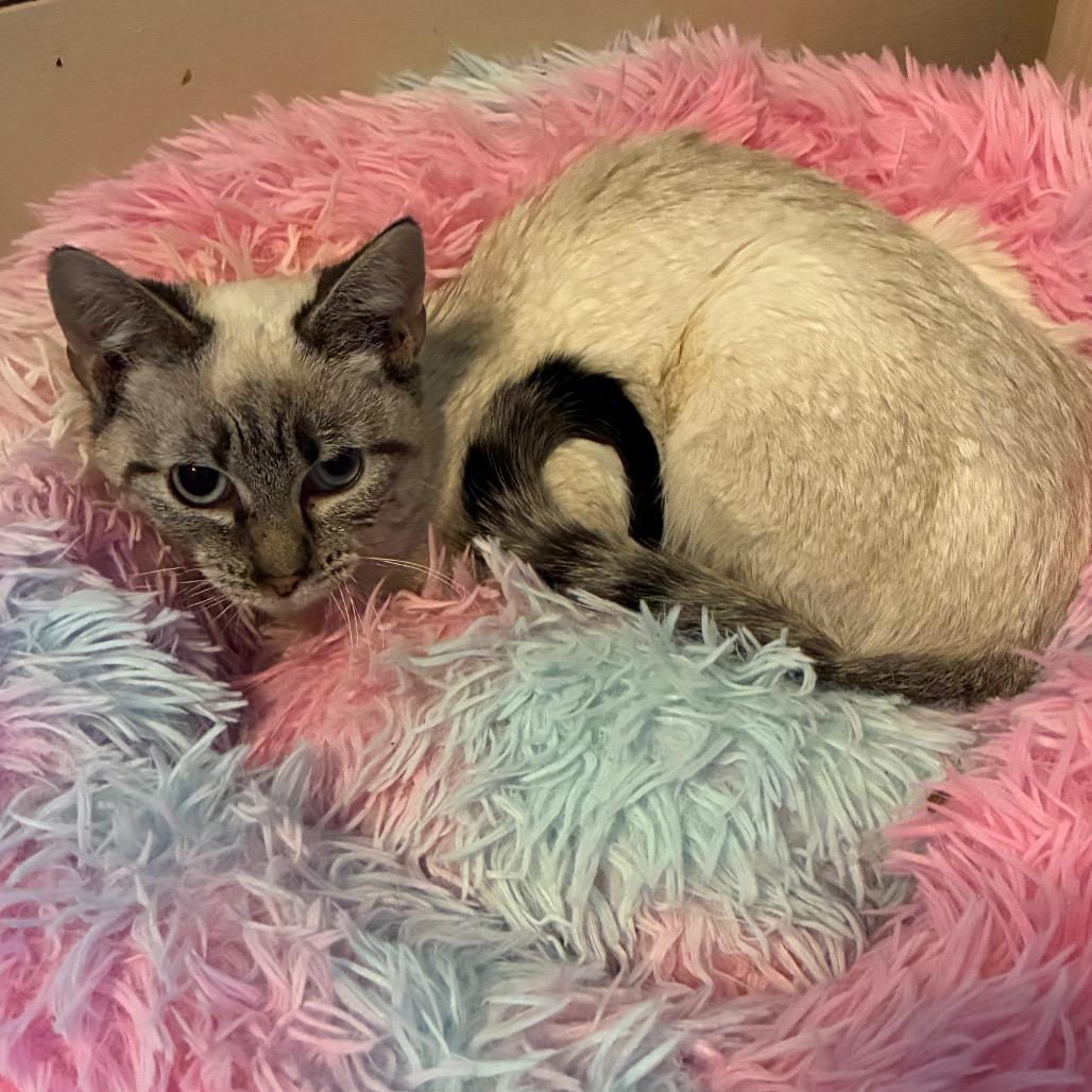 Enlarge SkippyJon Jones, a Adoptable mixed breed in Shelbyville, IN image 3/3