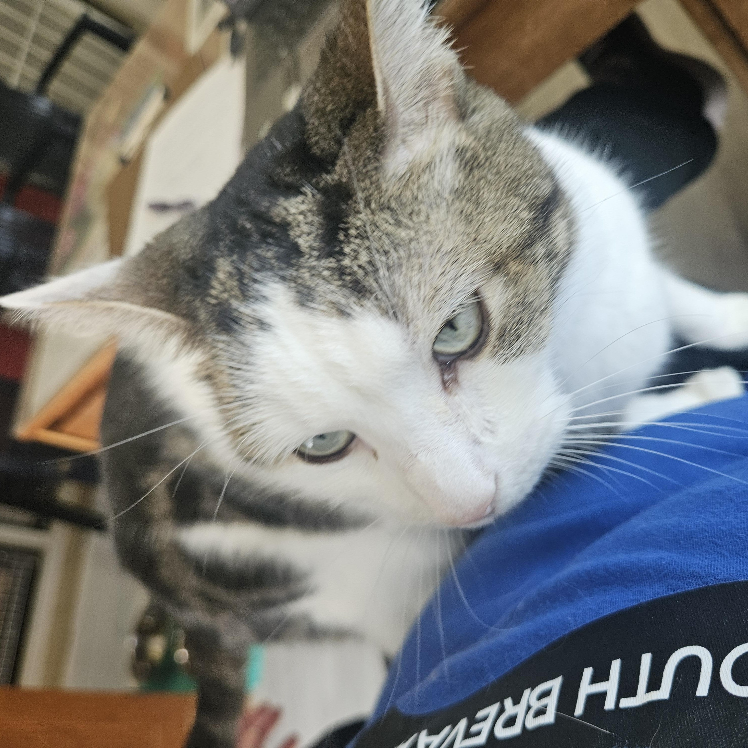 Enlarge Chloe, a ADOPTABLE Domestic Short Hair in Melbourne, FL image 2/3
