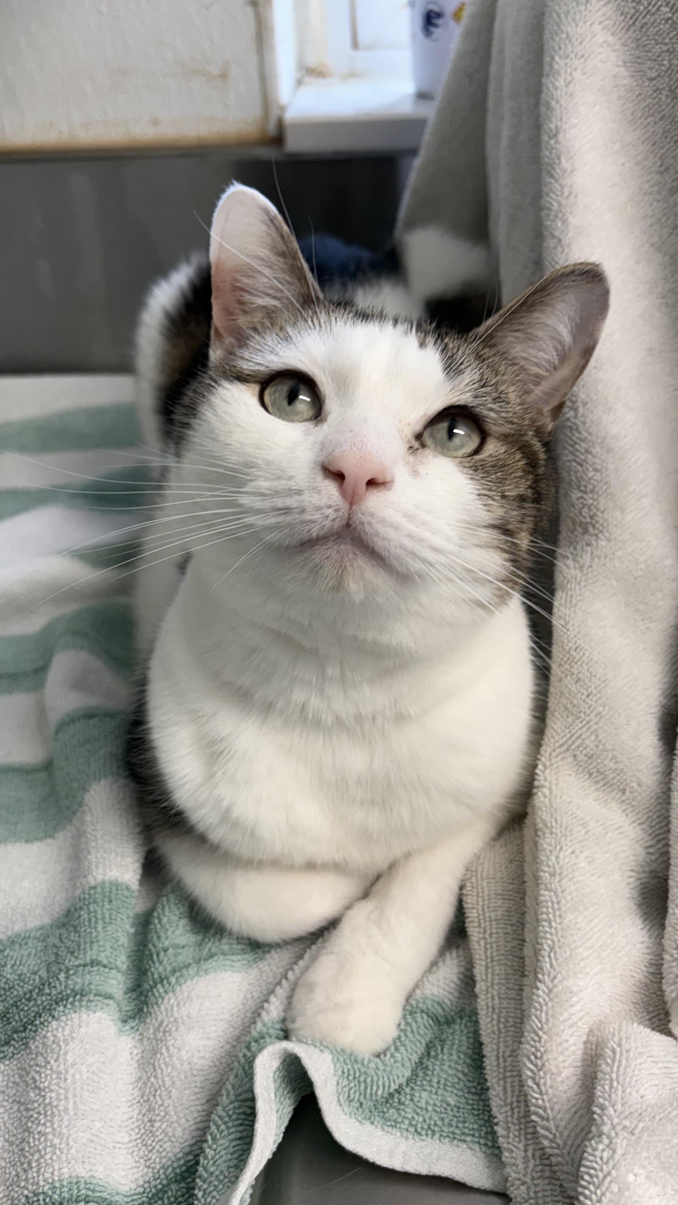 Enlarge Chloe, a ADOPTABLE Domestic Short Hair in Melbourne, FL image 1/3