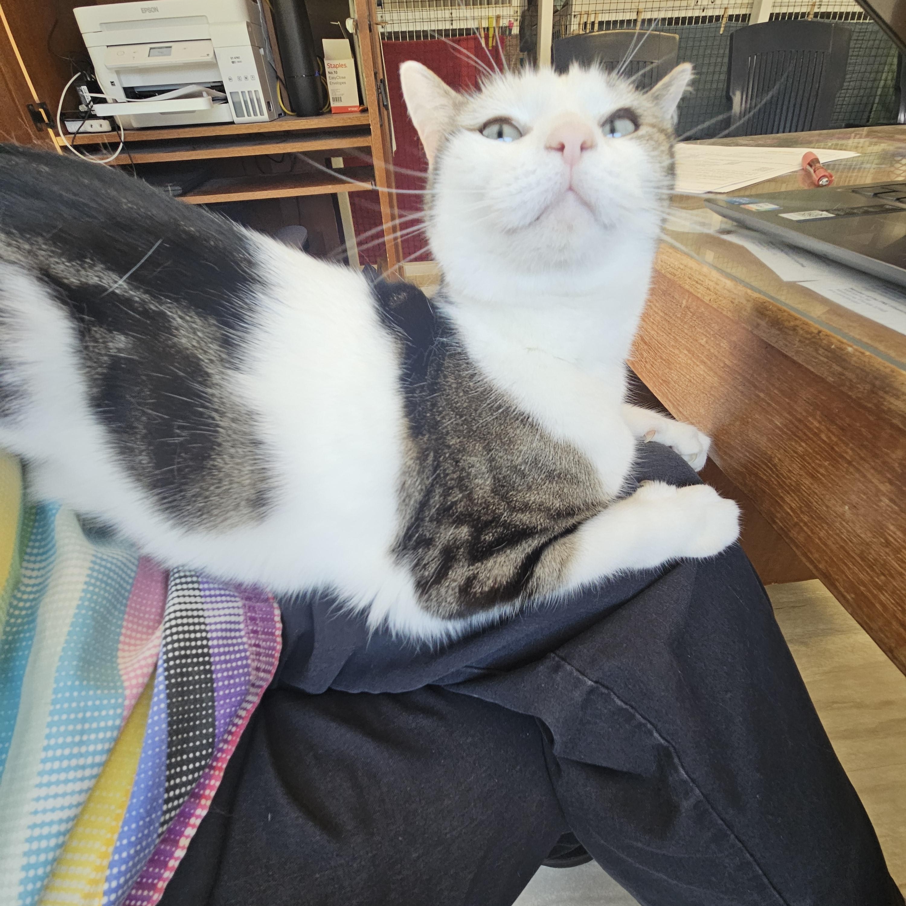 Enlarge Chloe, a ADOPTABLE Domestic Short Hair in Melbourne, FL image 3/3