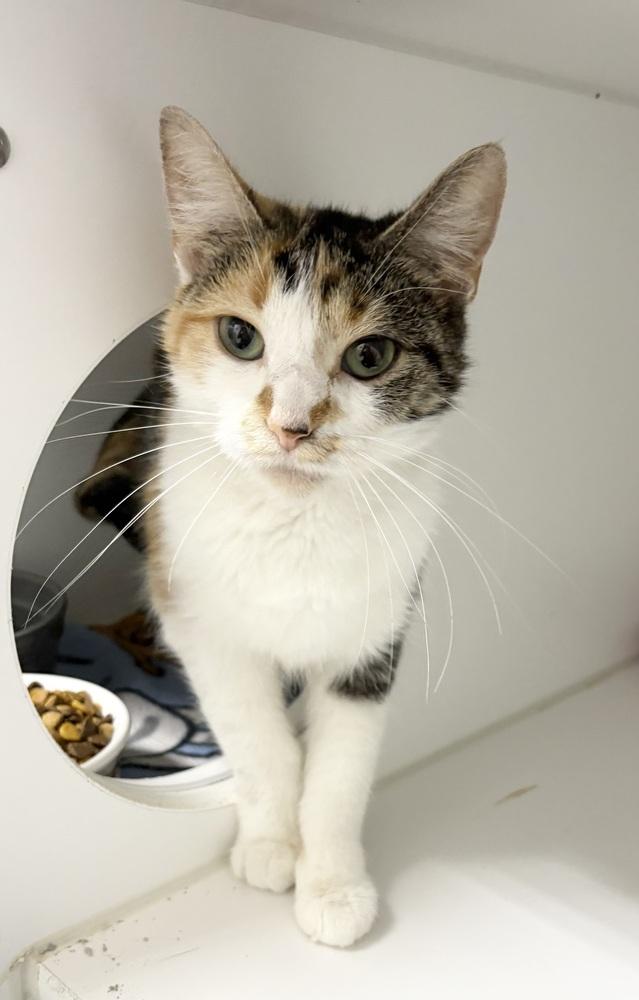 Glenda, Adoptable, Adult Female Domestic Short Hair.