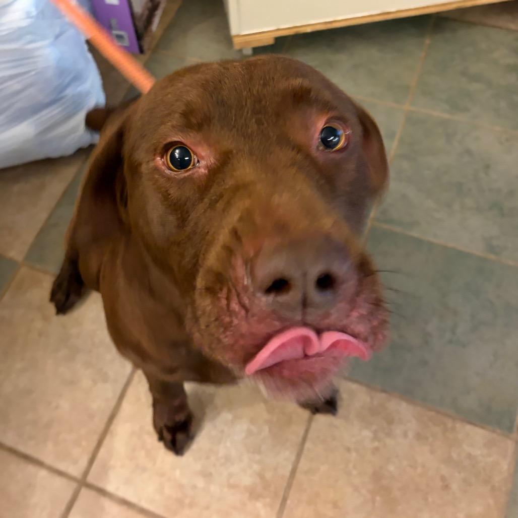 Rambunshuss — thumbnail 2