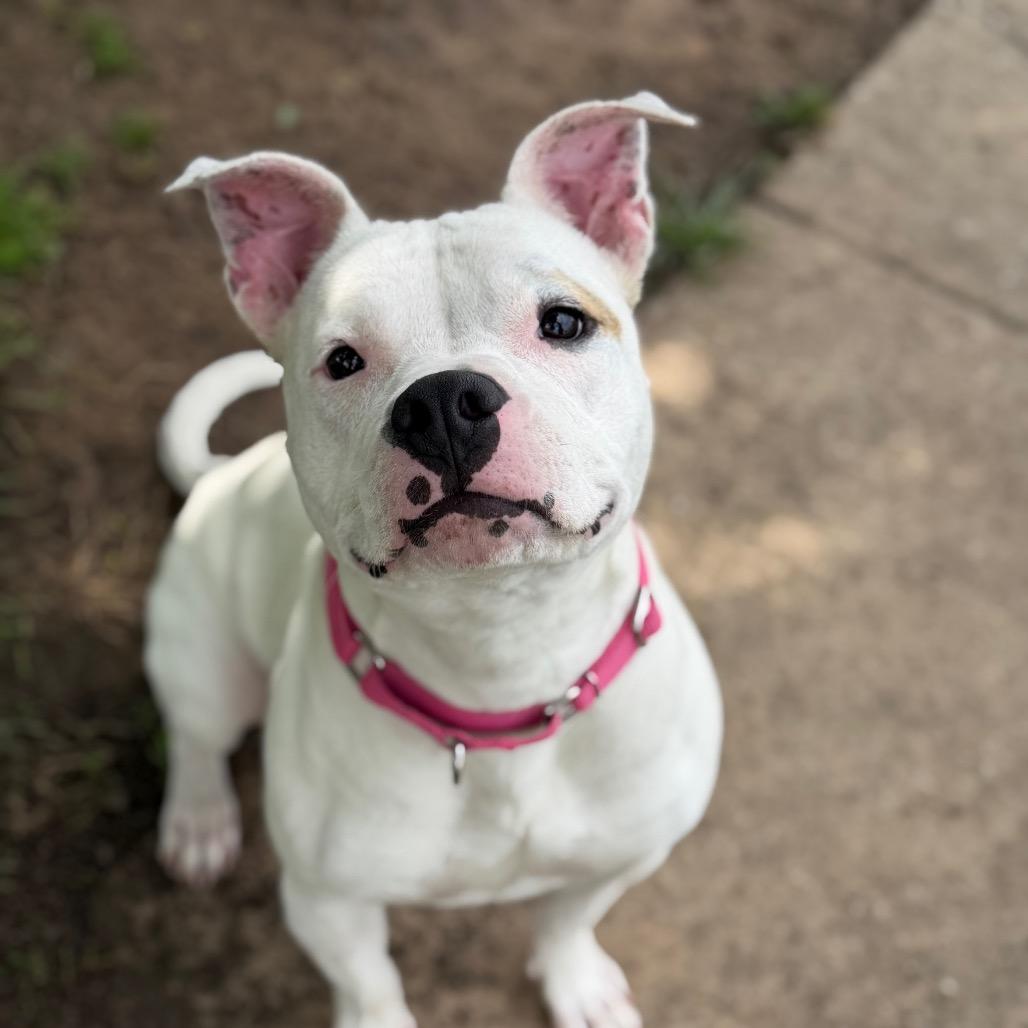 Princess, Adoptable, Young Female Pit Bull Terrier.