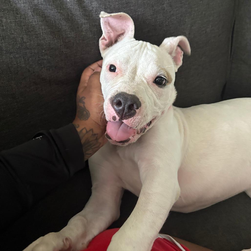 Enlarge Princess, a Adoptable Pit Bull Terrier in Tulsa, OK image 2/4