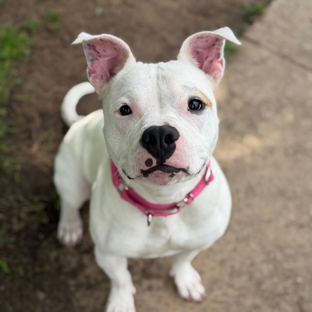 Enlarge Princess, a Adoptable Pit Bull Terrier in Tulsa, OK image 3/4