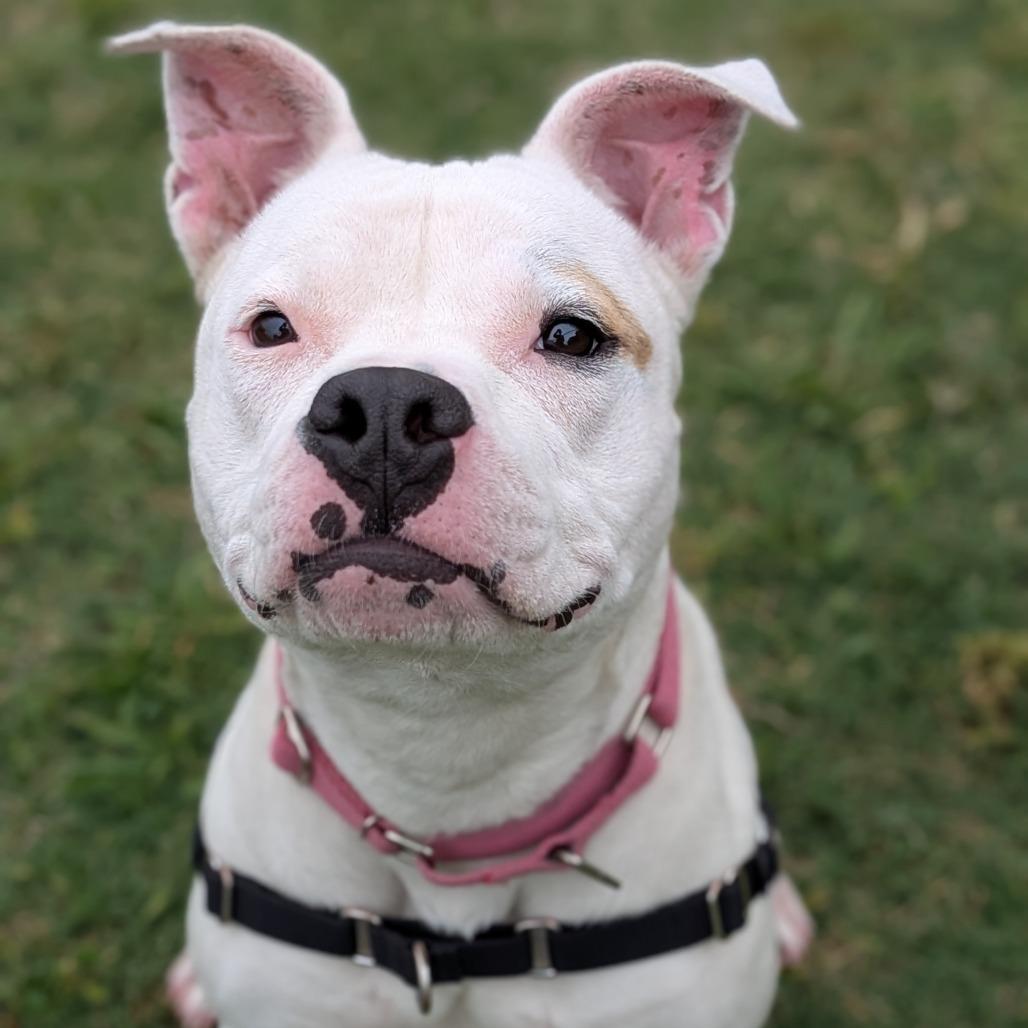 Enlarge Princess, a Adoptable Pit Bull Terrier in Tulsa, OK image 4/6