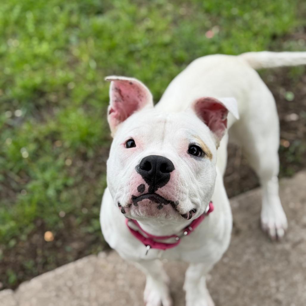 Enlarge Princess, a Adoptable Pit Bull Terrier in Tulsa, OK image 4/4