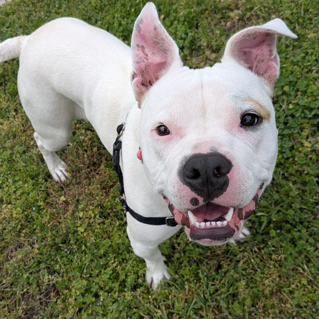 Enlarge Princess, a Adoptable Pit Bull Terrier in Tulsa, OK image 5/6