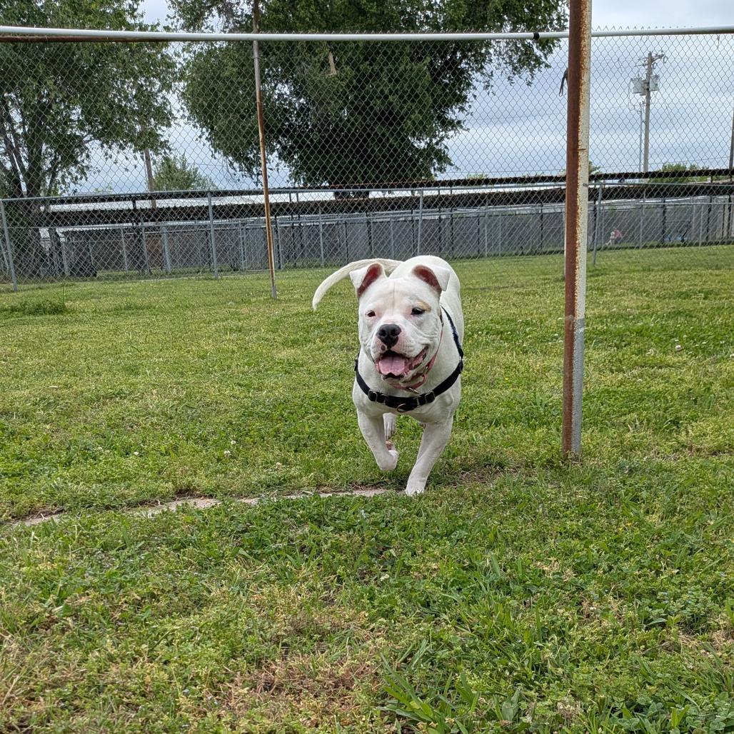 Enlarge Princess, a Adoptable Pit Bull Terrier in Tulsa, OK image 6/6