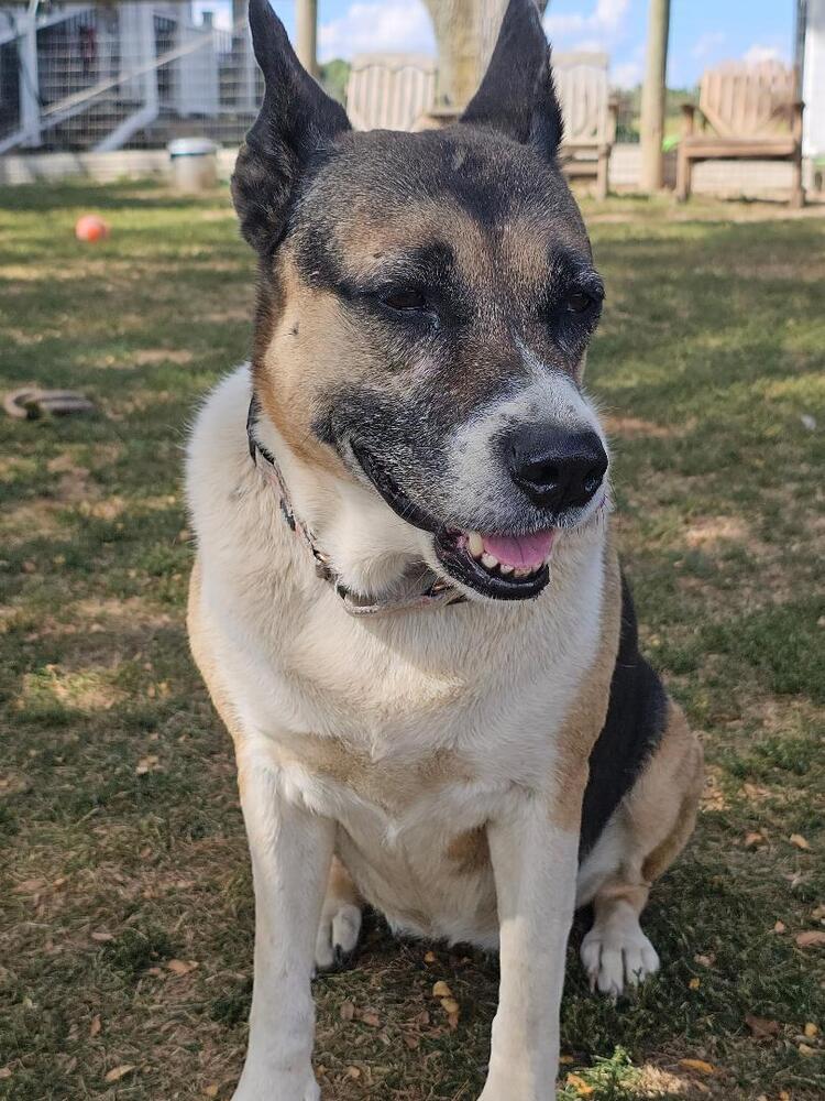 Cleo, a Adoptable mixed breed in Breinigsville, PA image 2/4