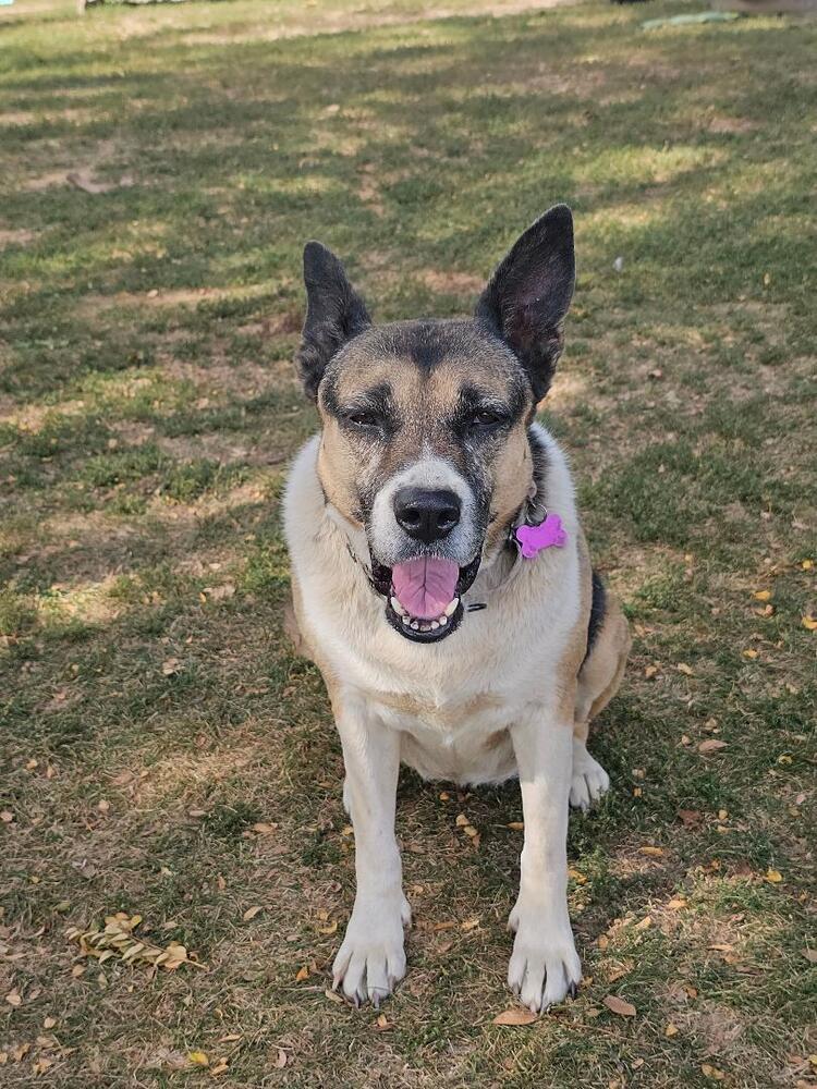 Cleo, a Adoptable mixed breed in Breinigsville, PA image 4/4